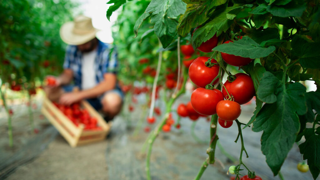 Farming Solutions